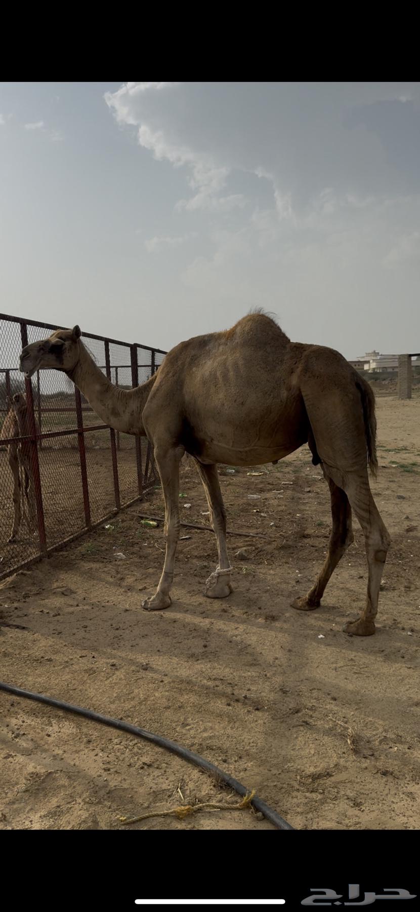 ابل للبيع64395019976323112