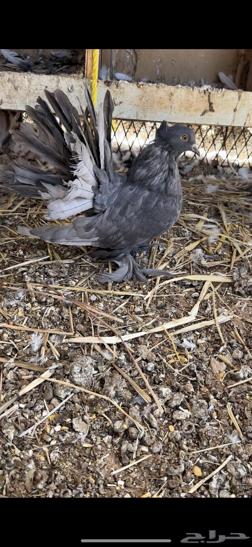 جوز ريحاني وجوز رقاصي امريكي وجوز فرنسي64399800879618111