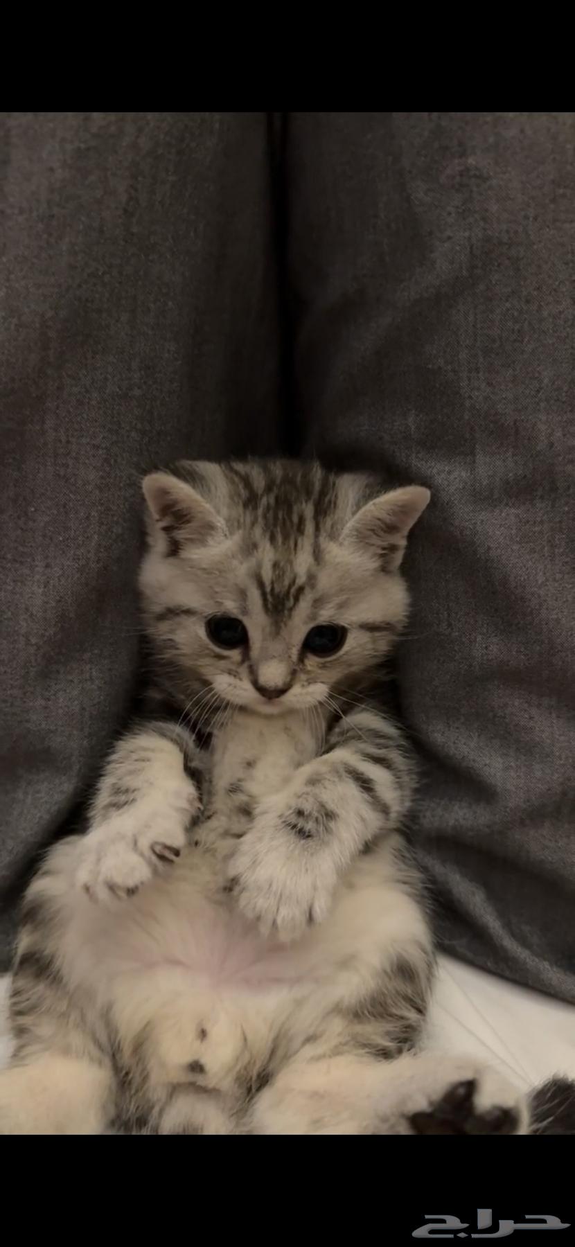 قطط كيتن سكوتش ستريت للبيع64393005305089112