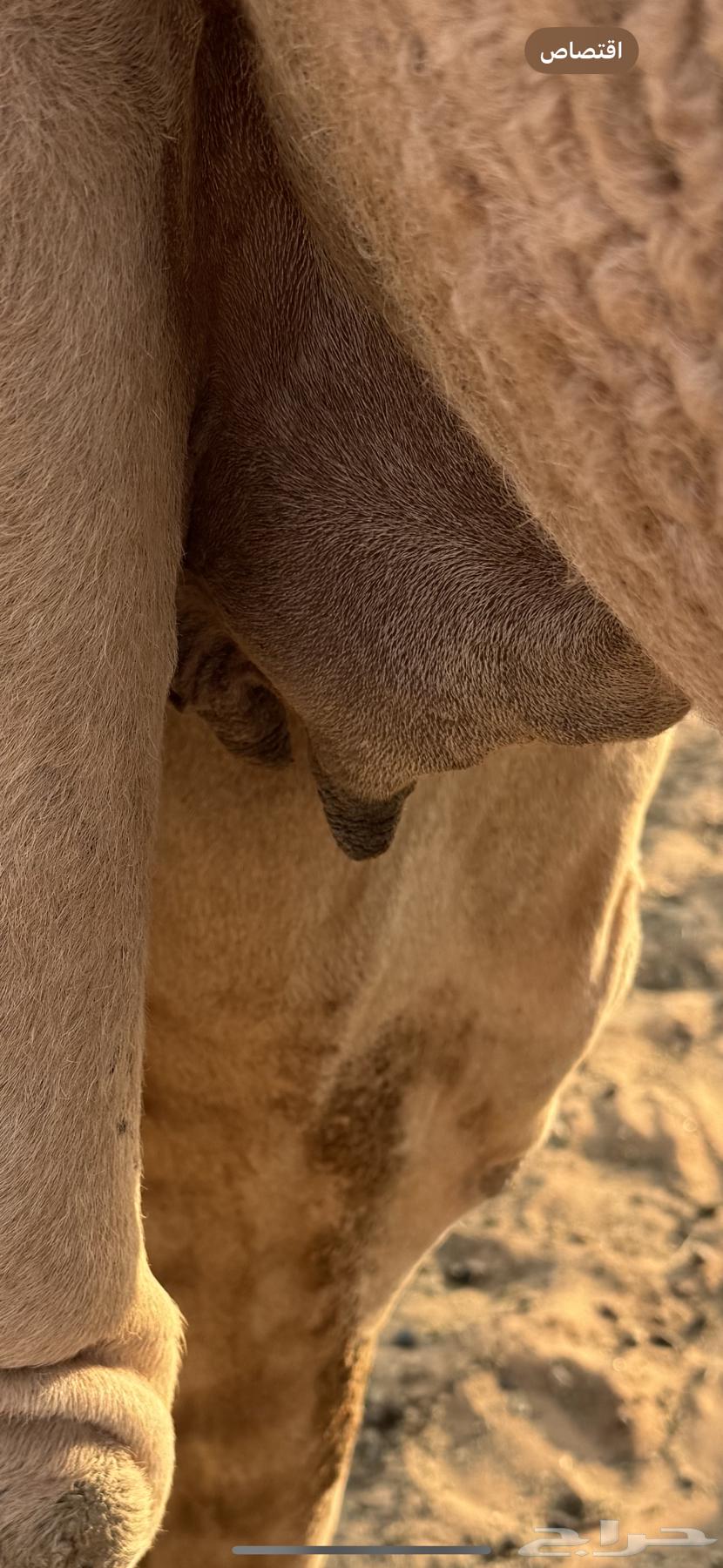 ضرايب طيبات64396365373442113