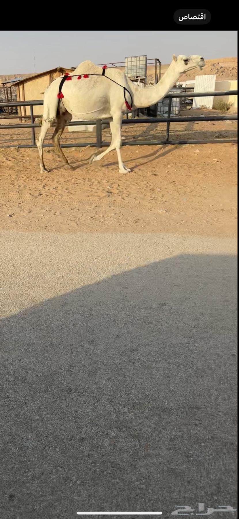 ضرايب طيبات64396365373442110