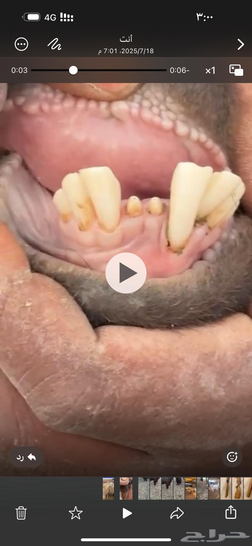 للبيع تيس قبرصي64400480418691114