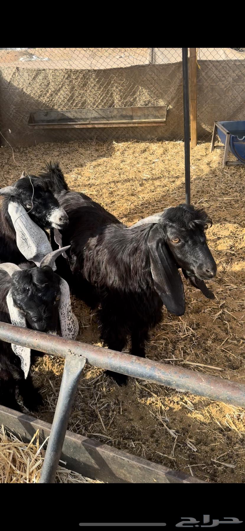 Goats for sale, healthy and fat, quantity 5, age 7 months64398520650370111