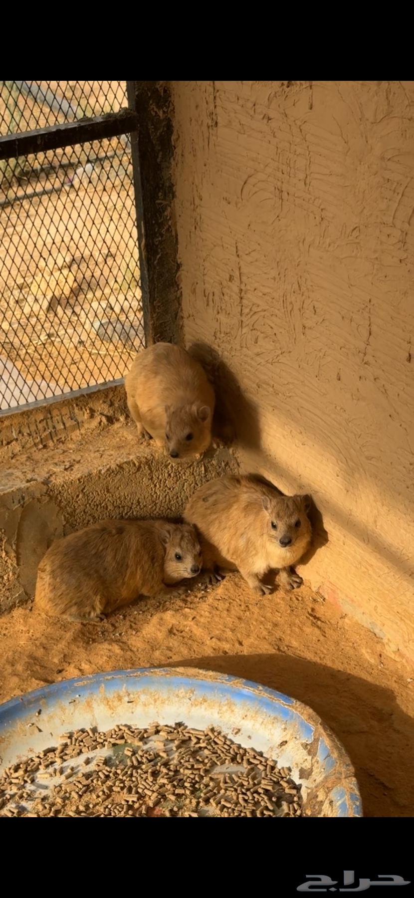 للبيع64399577483394111