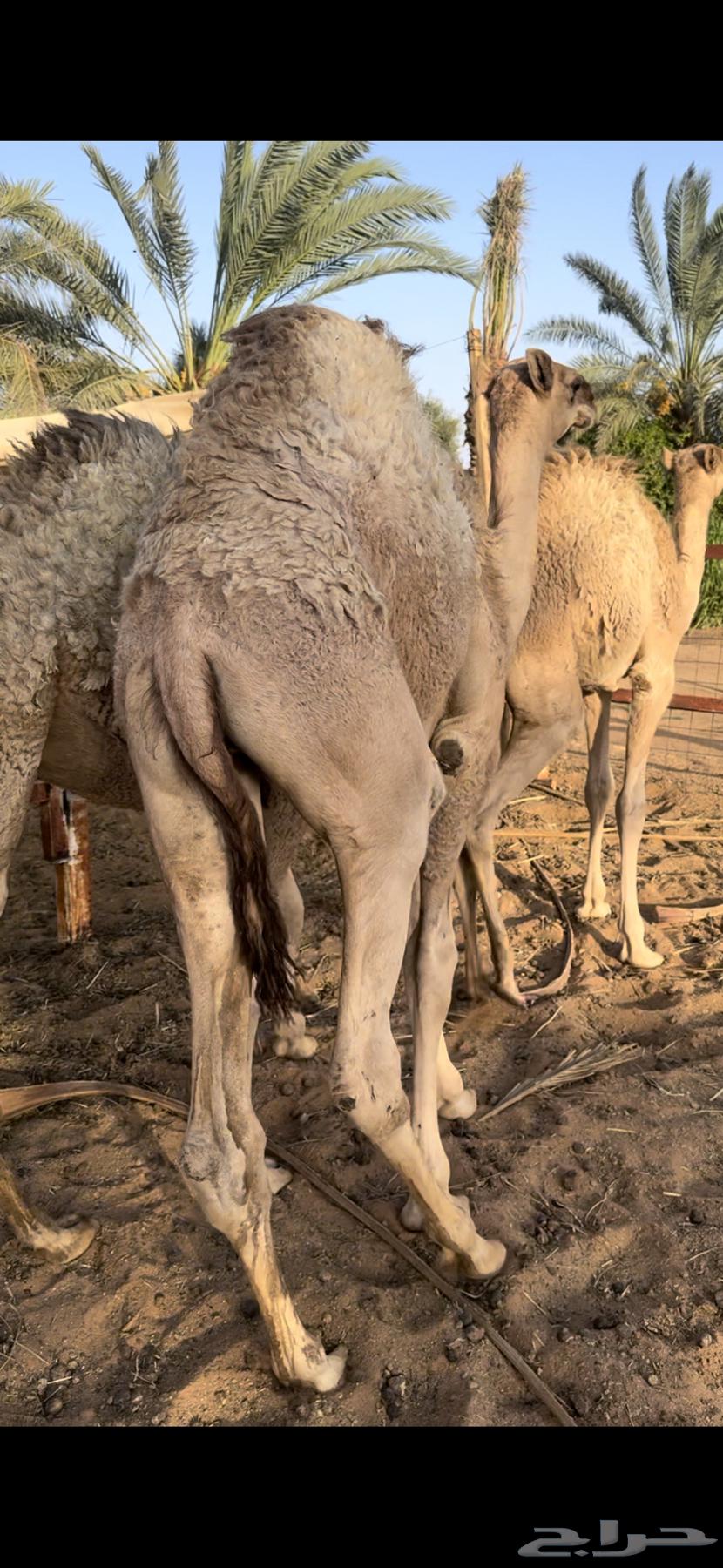 قعود عمره 6 شهور64397144564865113