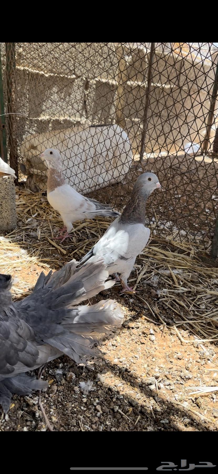 جوز ريحاني وجوز رقاصي امريكي وجوز فرنسي64399800879618110