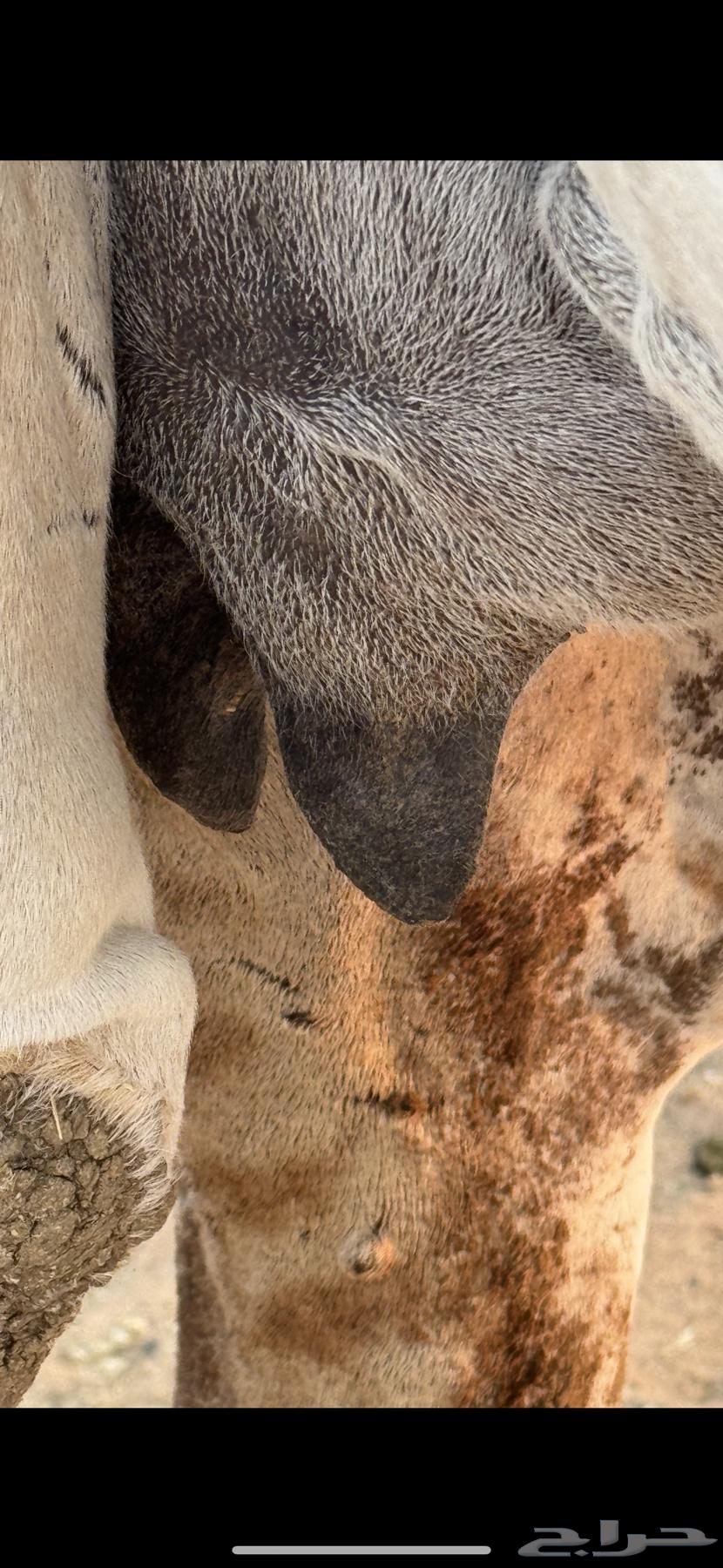 ضرايب طيبات64396365373442112