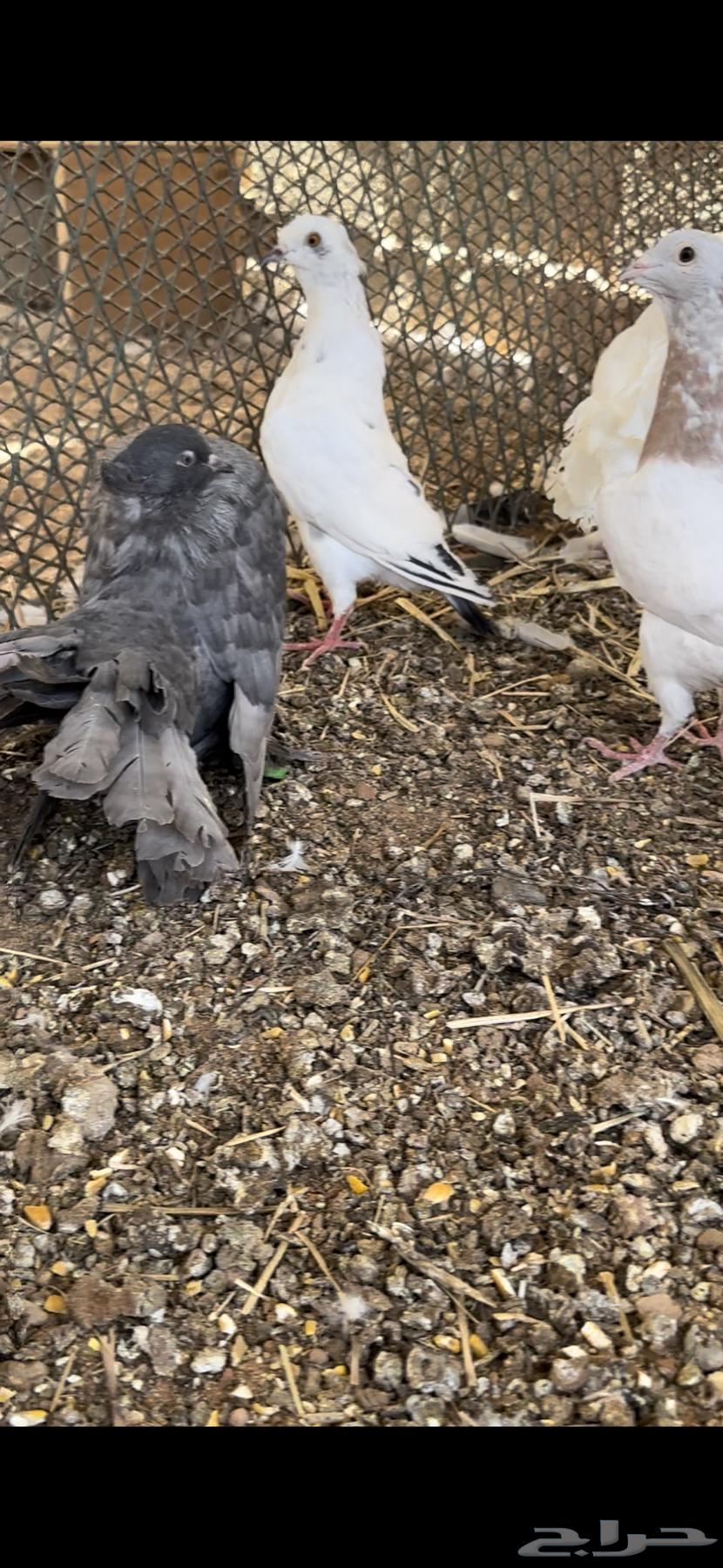 جوز ريحاني وجوز رقاصي امريكي وجوز فرنسي64399800879618112