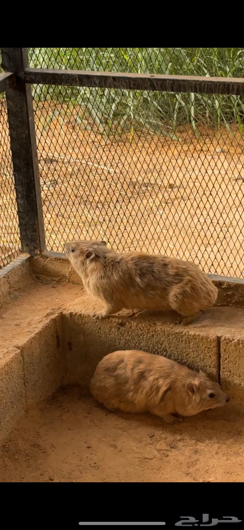 للبيع64399577483394110