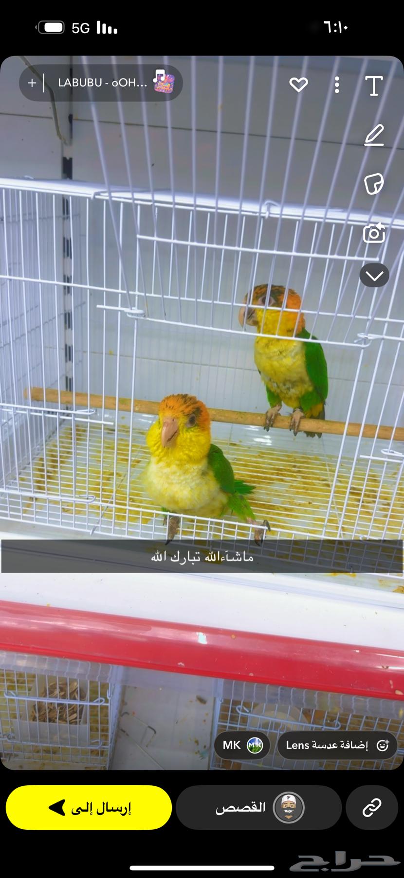 فروخ كايك قرين ثايد وكايك وايت بلي64394758655873112