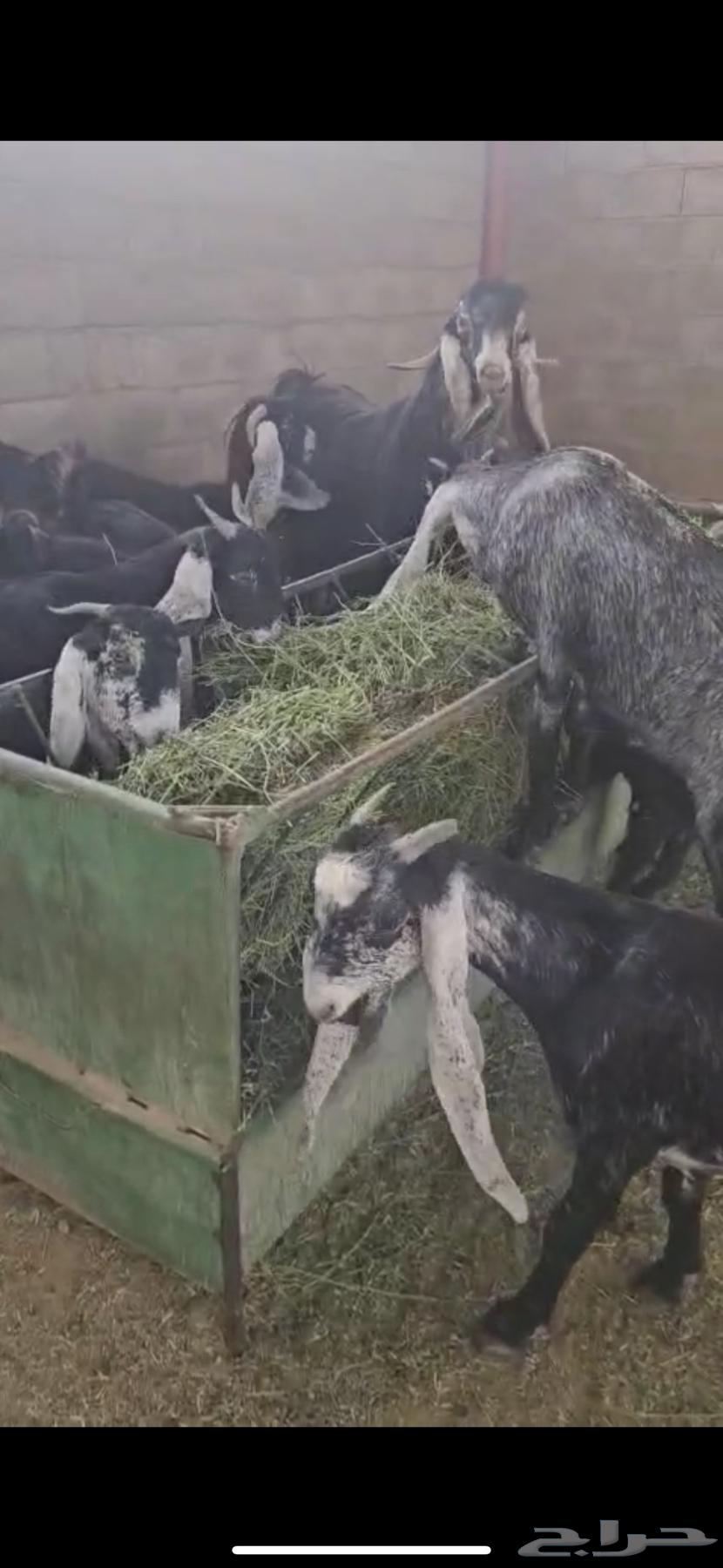 Goat defects64400065191426110