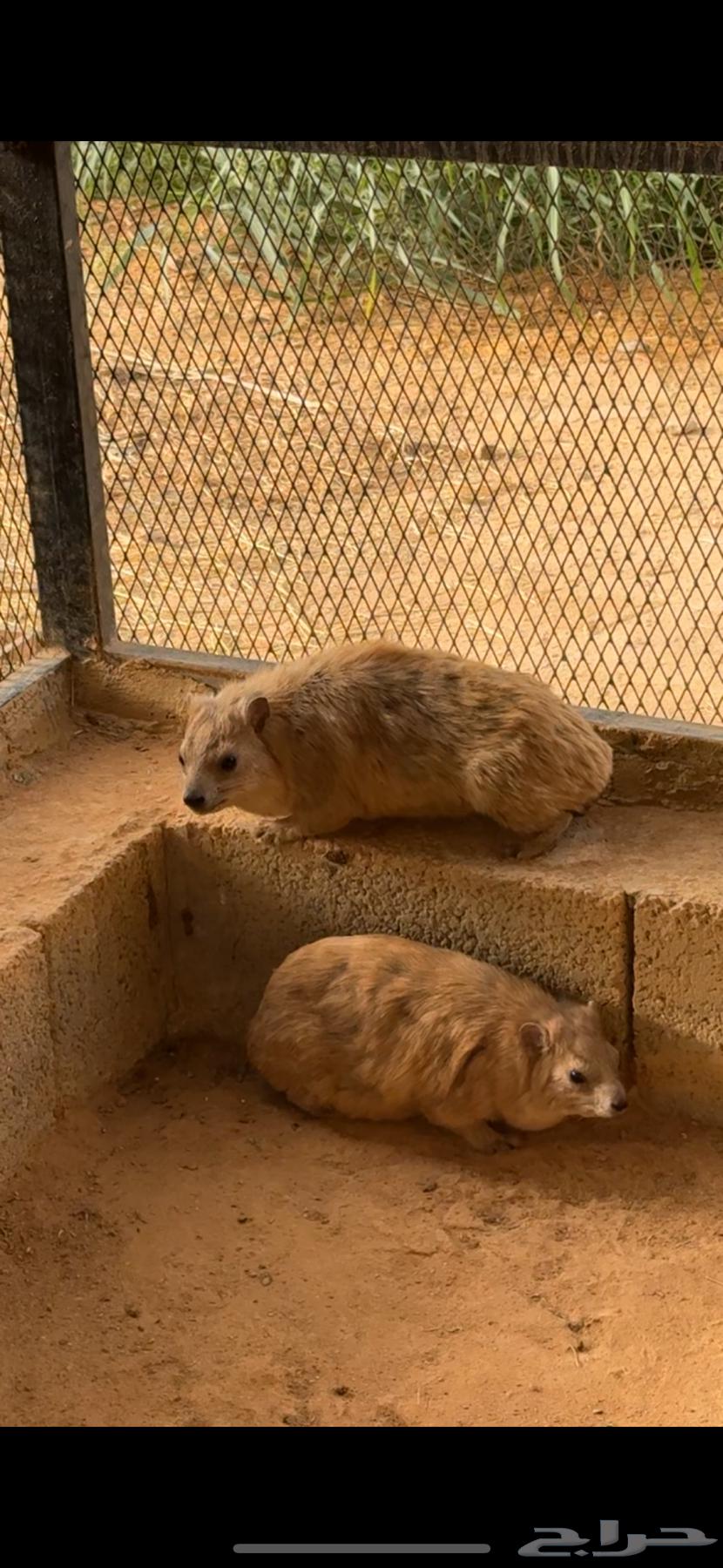 للبيع64399577483394112