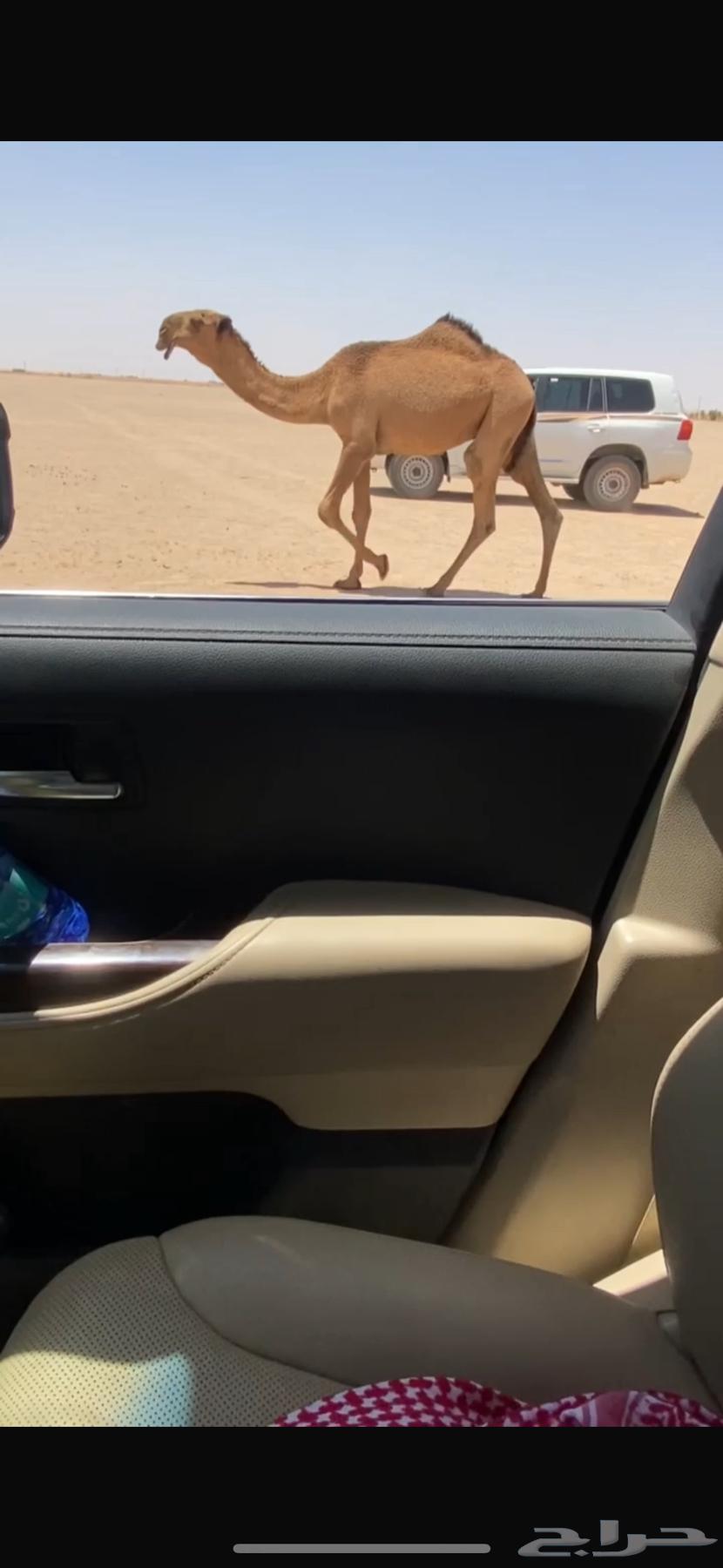 البل64400939075842110