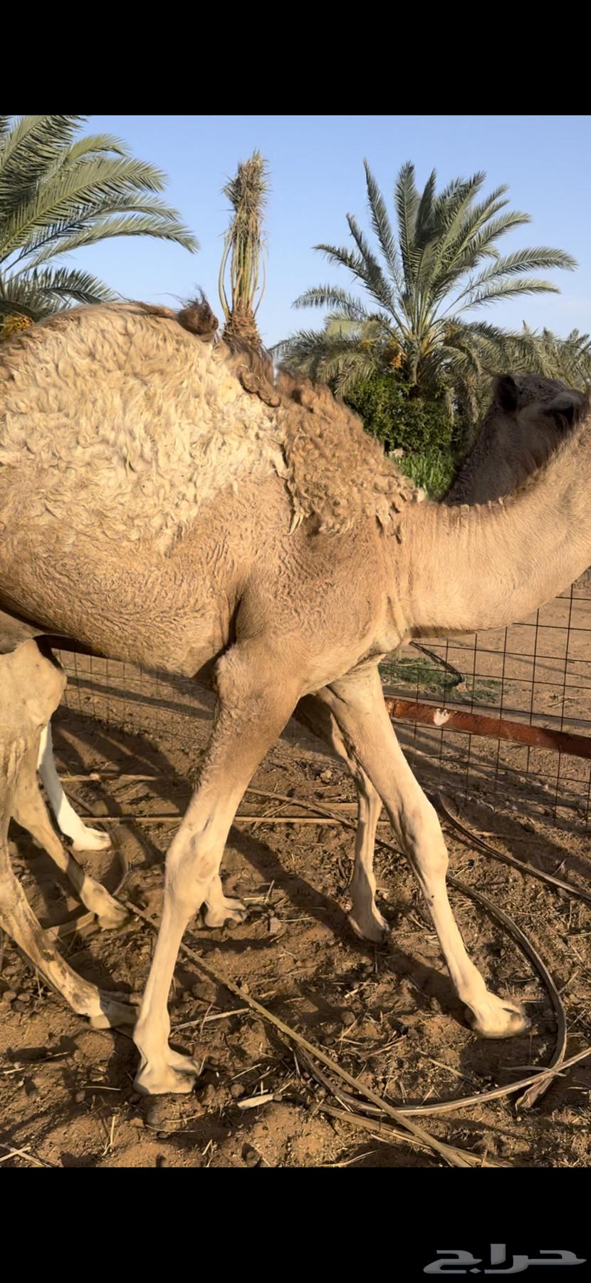 قعود عمره 6 شهور64397144564865110