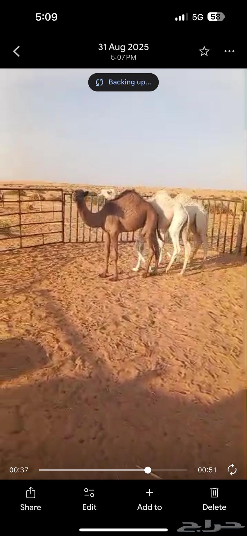 3 goats that haven't been weaned, ages 5-6 months64400883085186111