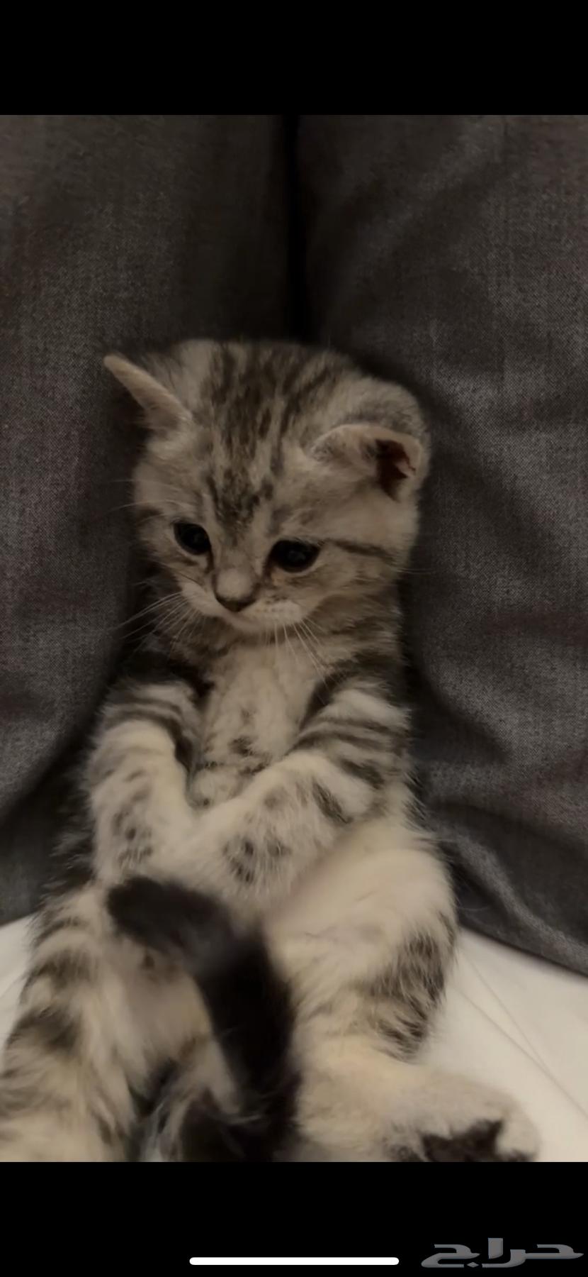 قطط كيتن سكوتش ستريت للبيع64393005305089110