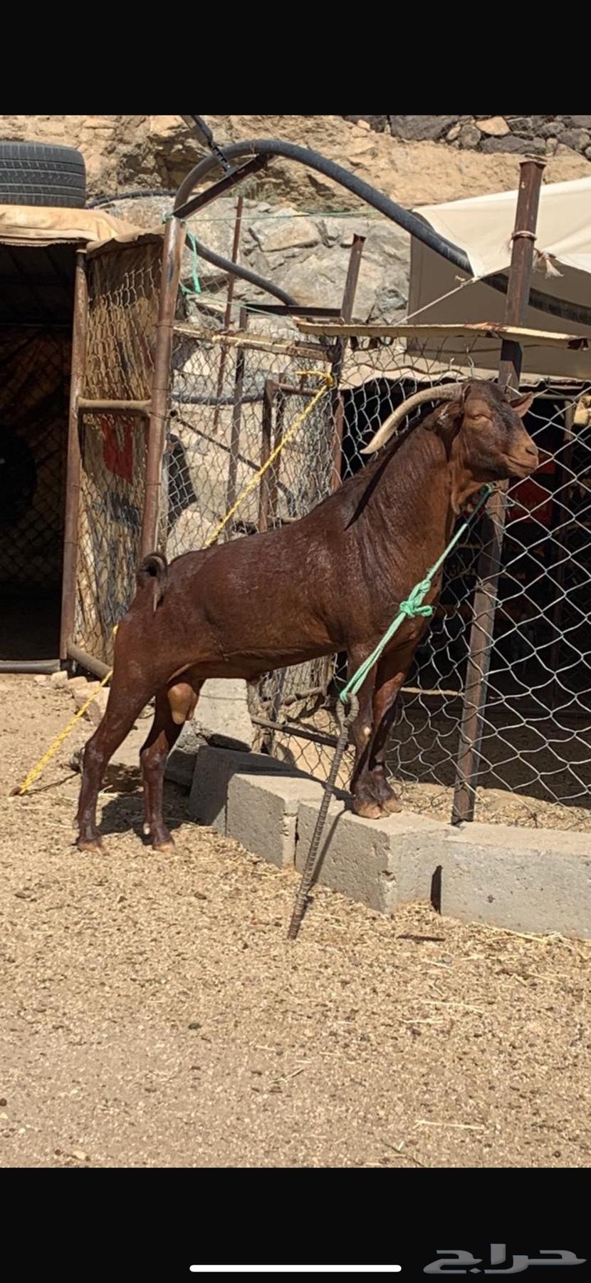 فحل ادهم صنف جامع شباب64399898319619110