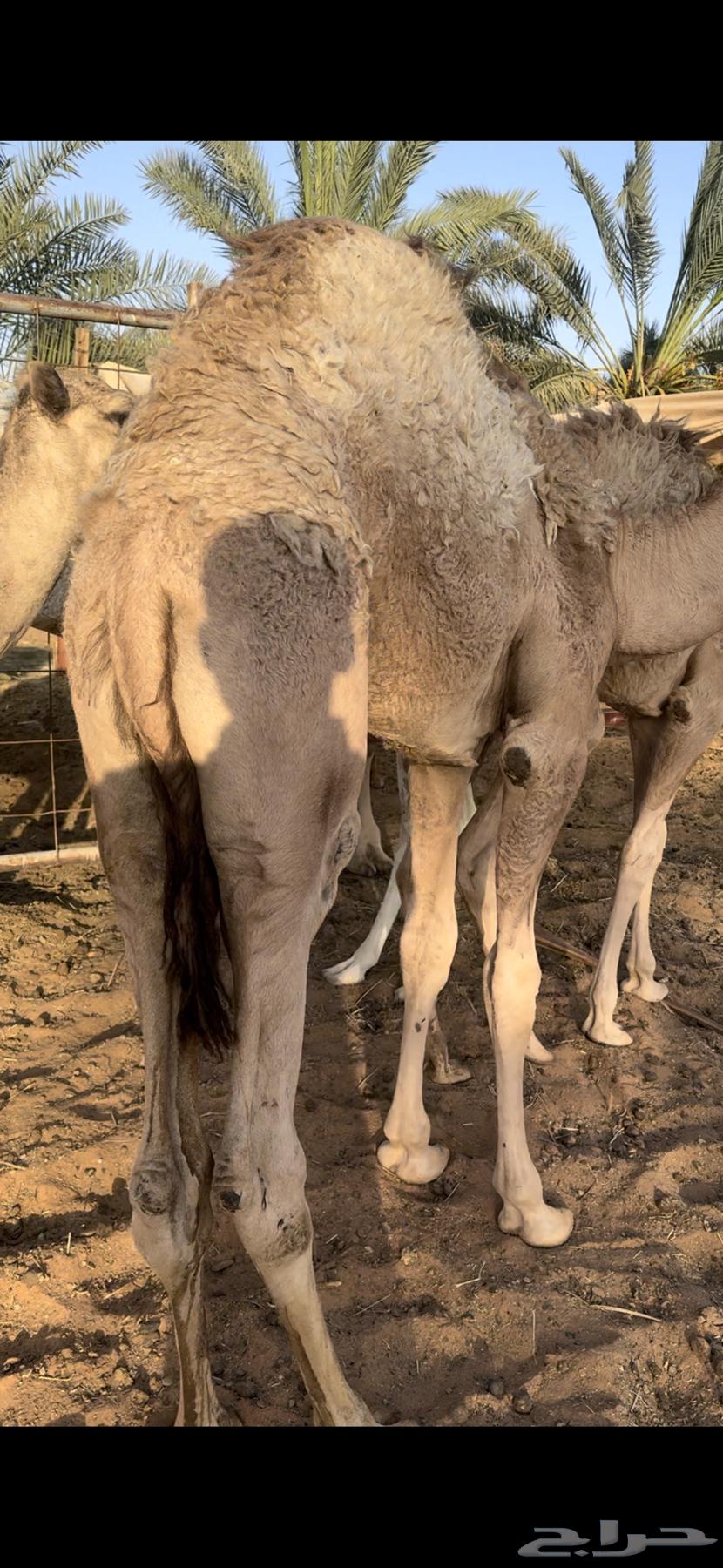 قعود عمره 6 شهور64397144564865112