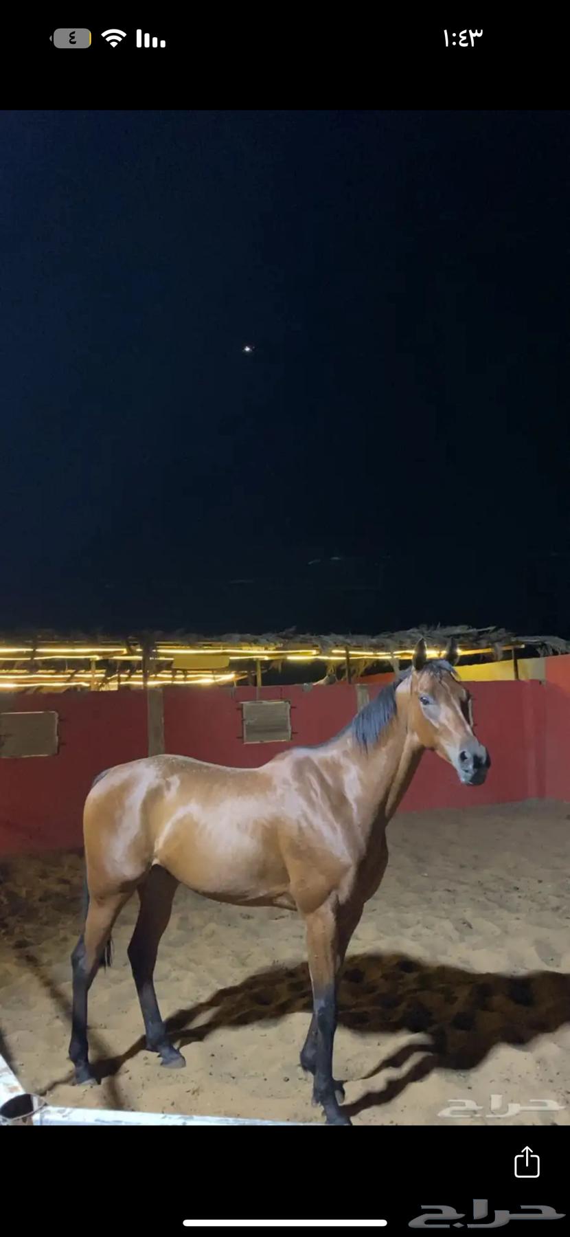 حصان انقليزي سباق64392621359233112