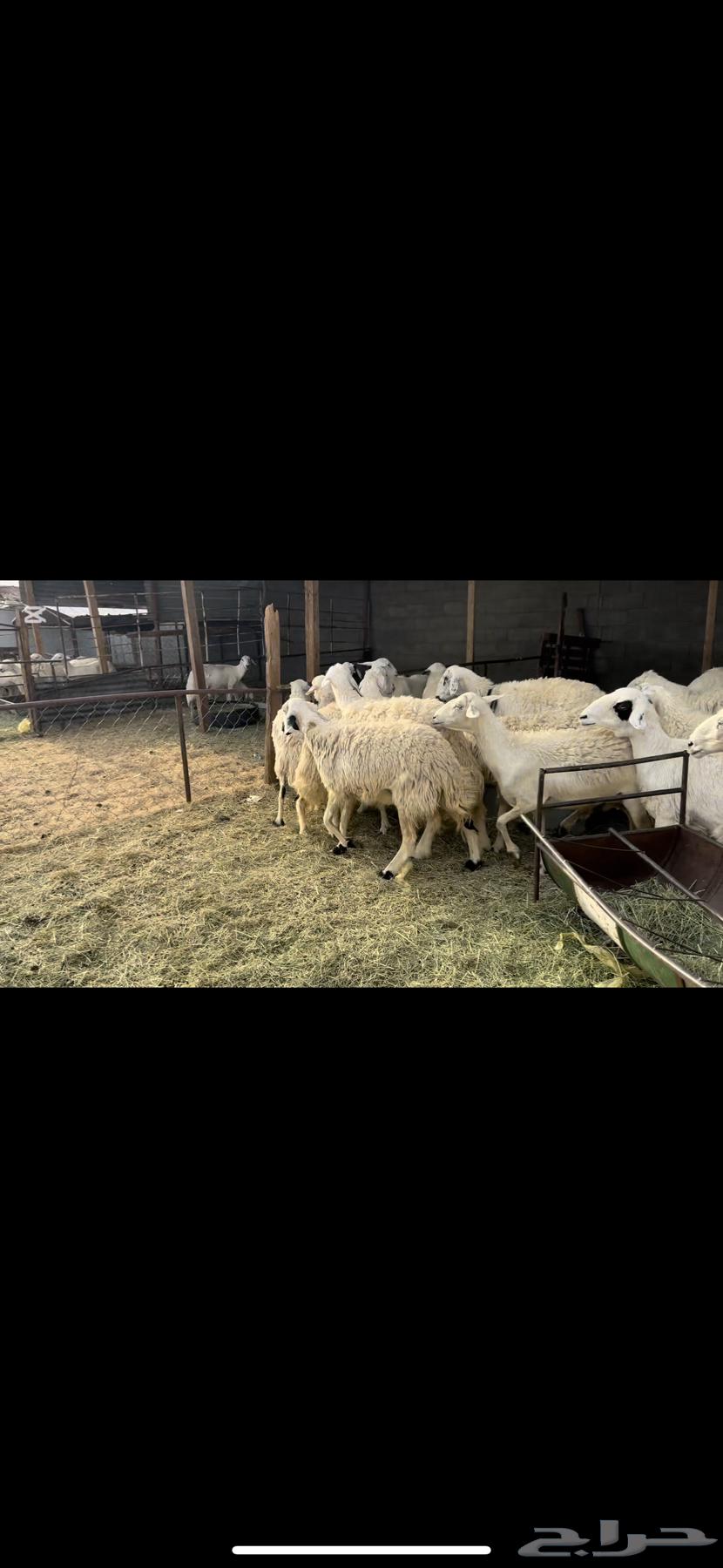 Dafi sheep, batch number 35 with ram.64396365274882111