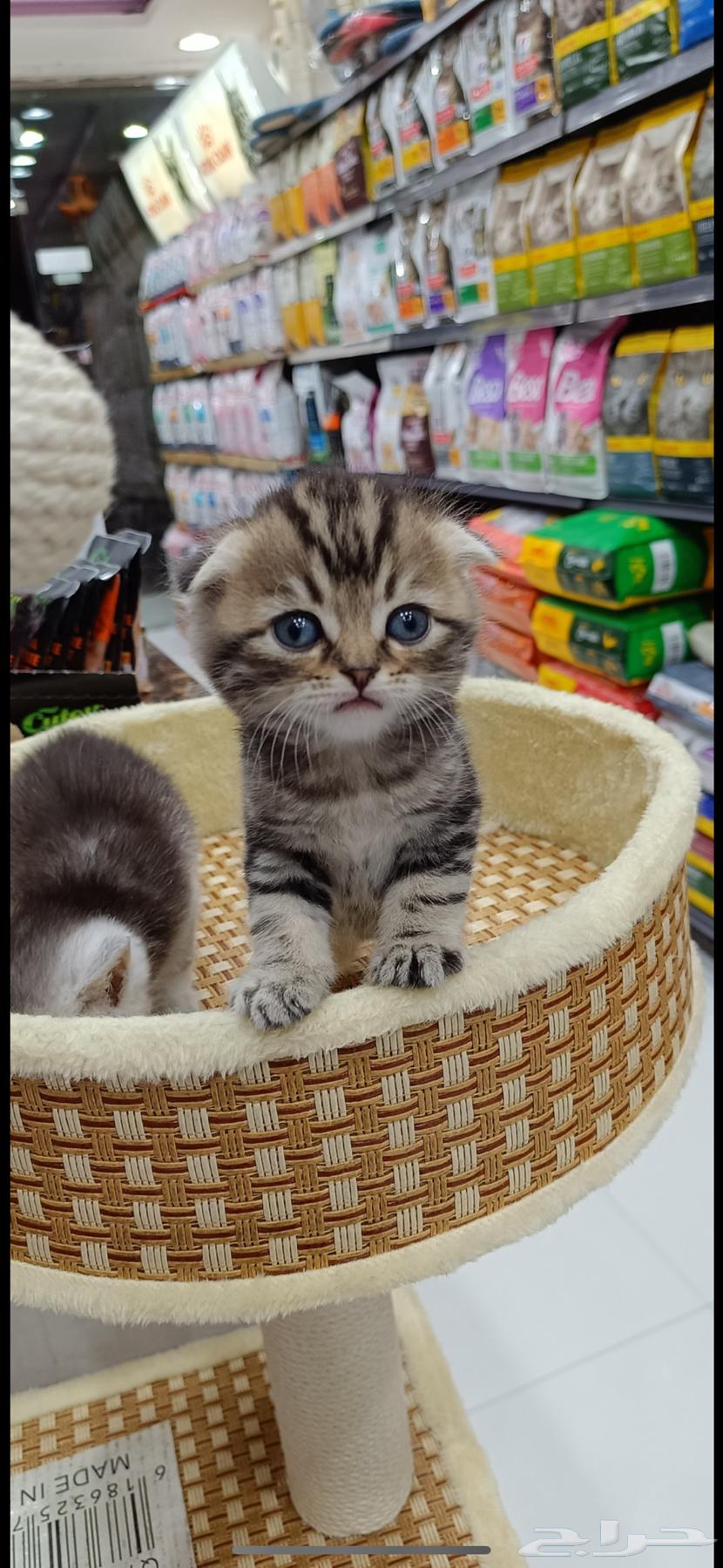 اسكتوش فولد كتن 40 يوم سليمه64398967085825113