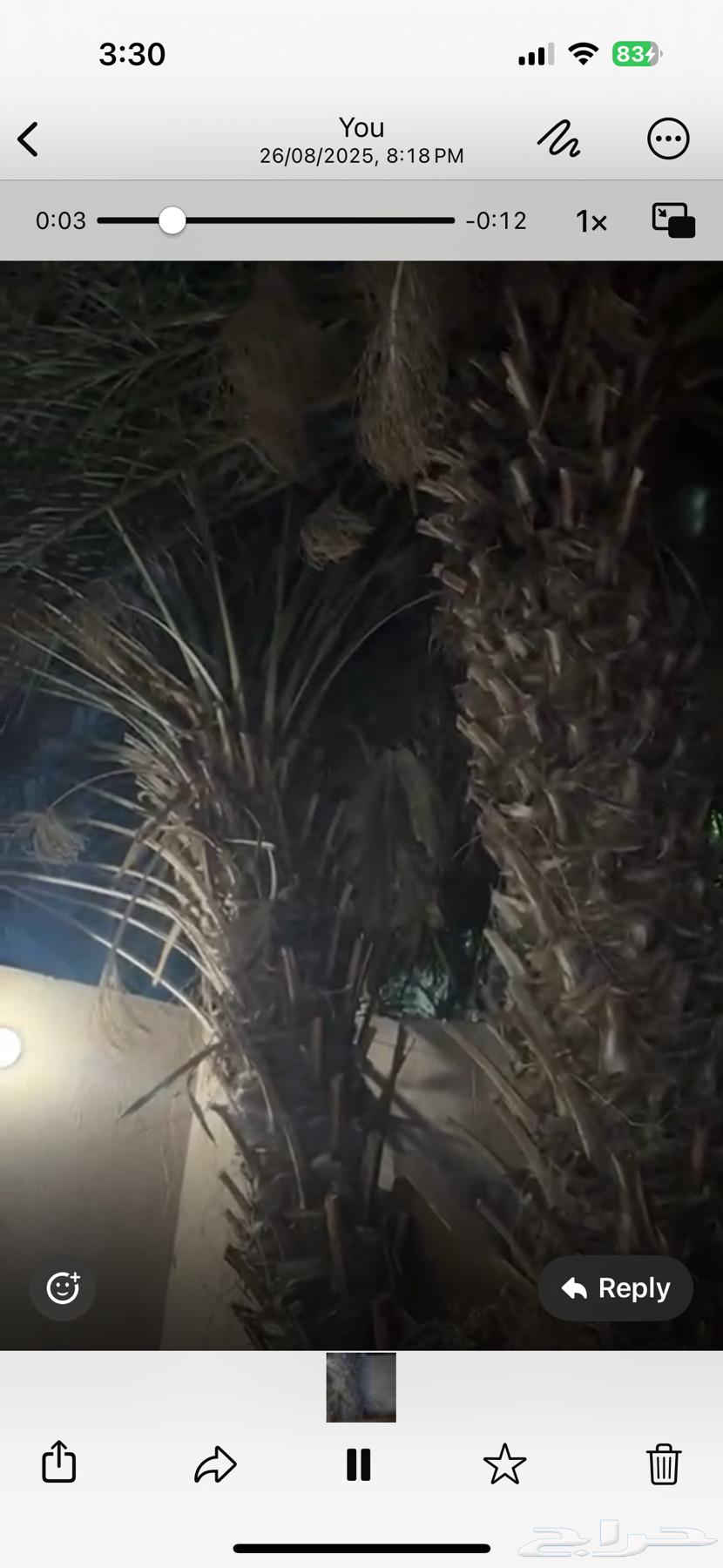 نخل منتج كبير للبيع64399369003907110