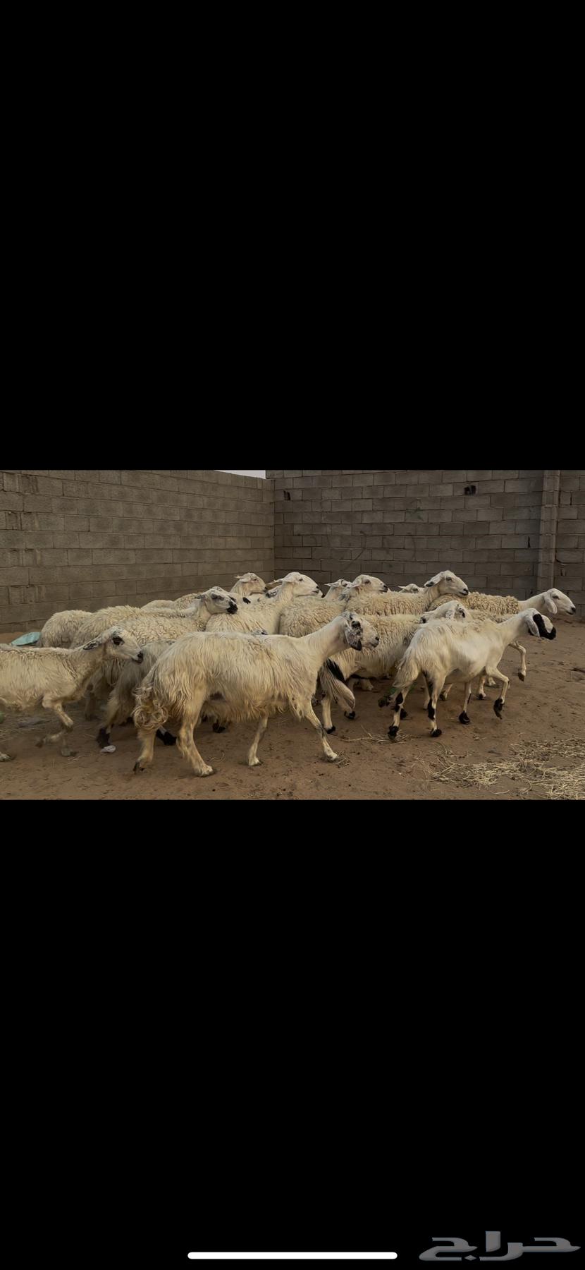 Dafi sheep, batch number 35 with ram.64396365274882114