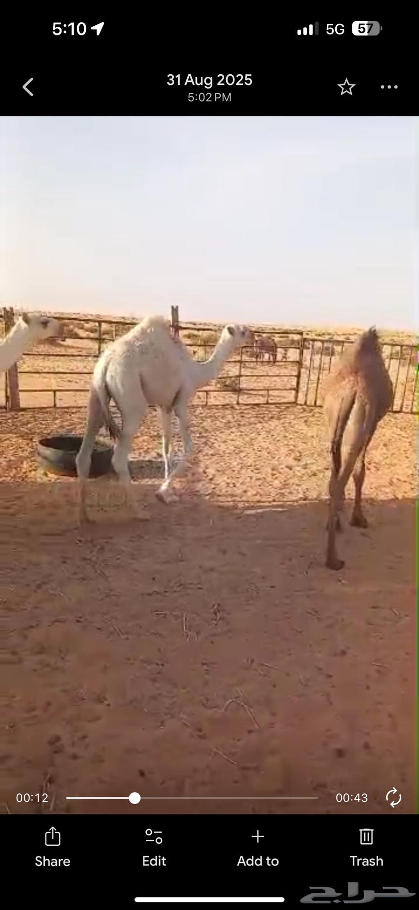 3 goats that haven't been weaned, ages 5-6 months64400883085186113