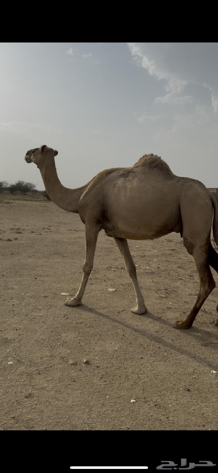 ابل للبيع64395019976323113