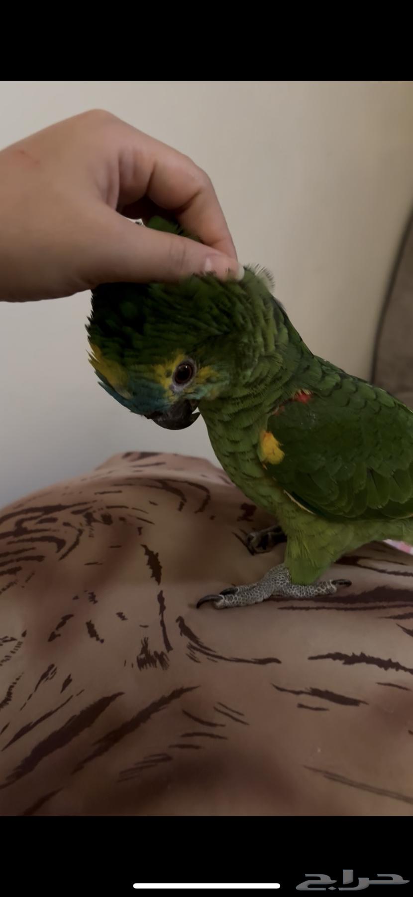 ببغاء امزوني للبيع64399717659393112