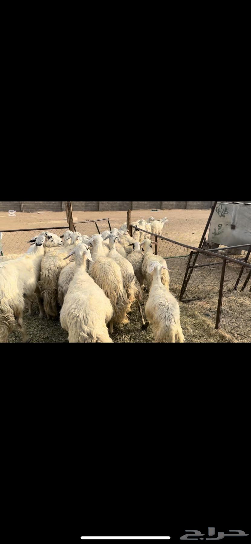 Dafi sheep, batch number 35 with ram.64396365274882110