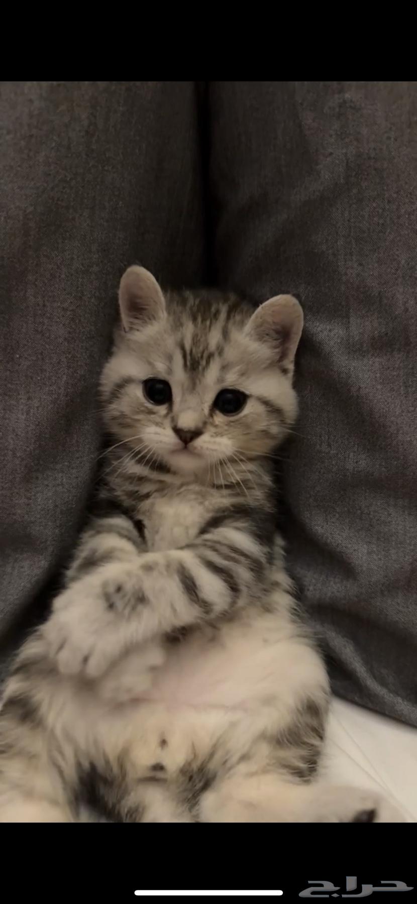 قطط كيتن سكوتش ستريت للبيع64393005305089111