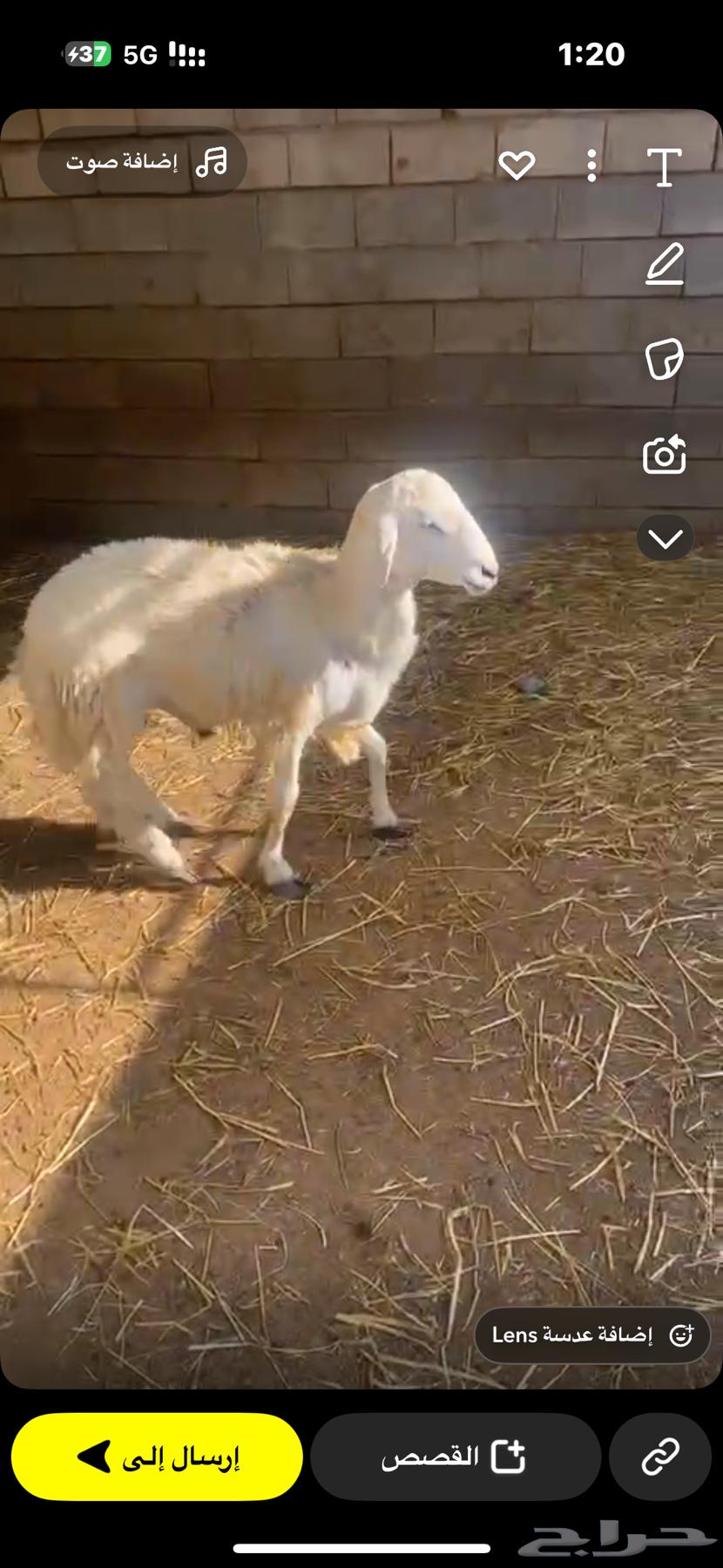 للبيع طلي حري وسنه ثني64393142441603111