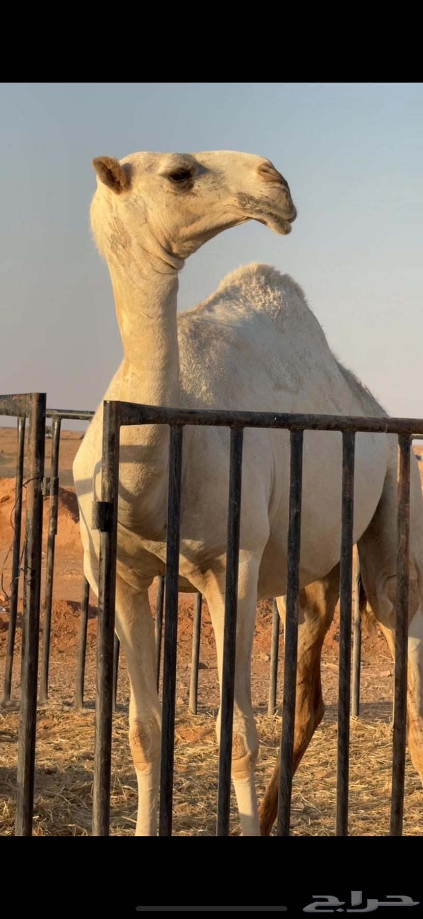 بكره للبيع64397687196929110