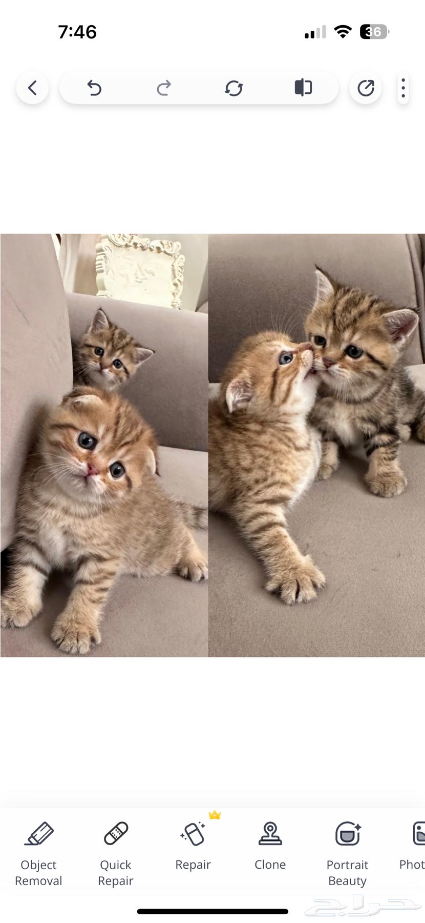 سكوتش فولد سكوتش ستريت للبيع64398284198145112