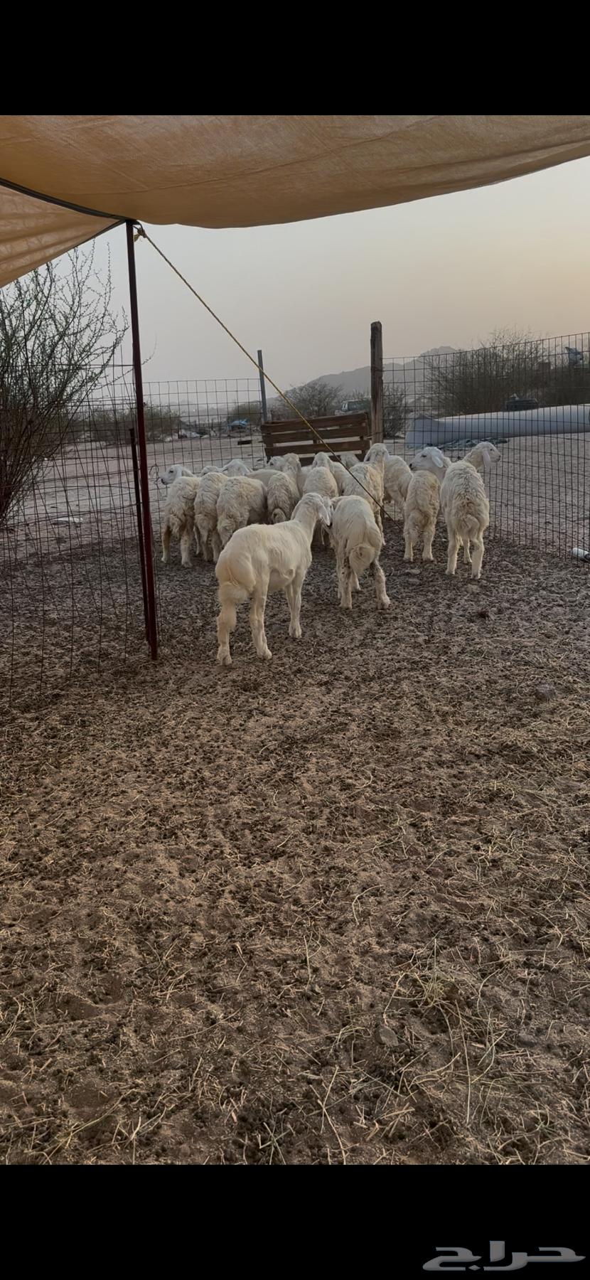 طليان ورخال للبيع النوارية64400384353027110