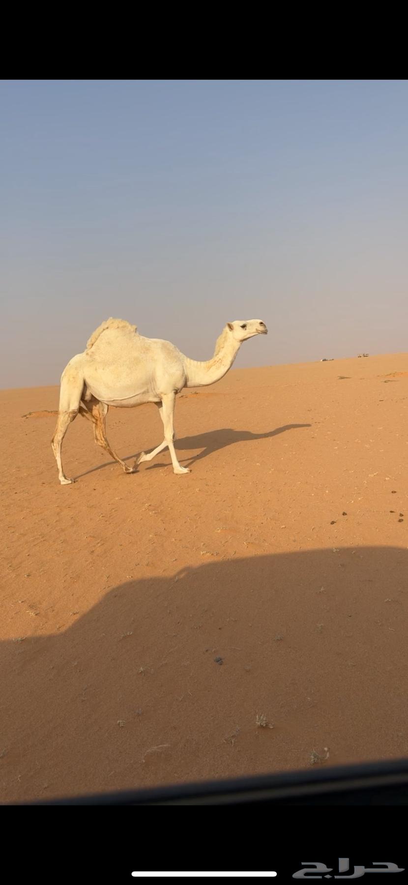 للبيع لقحه بكر64398228840961110