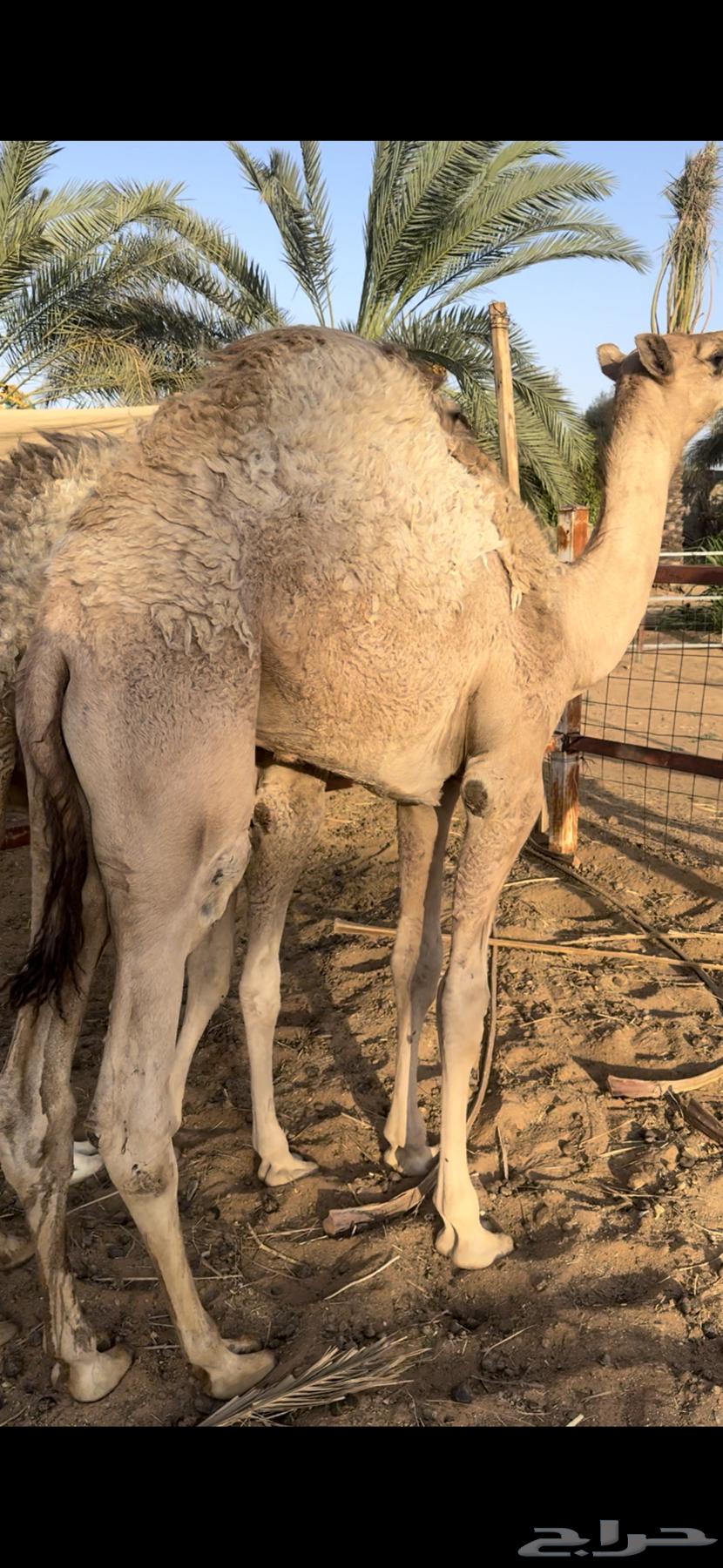 قعود عمره 6 شهور64397144564865111