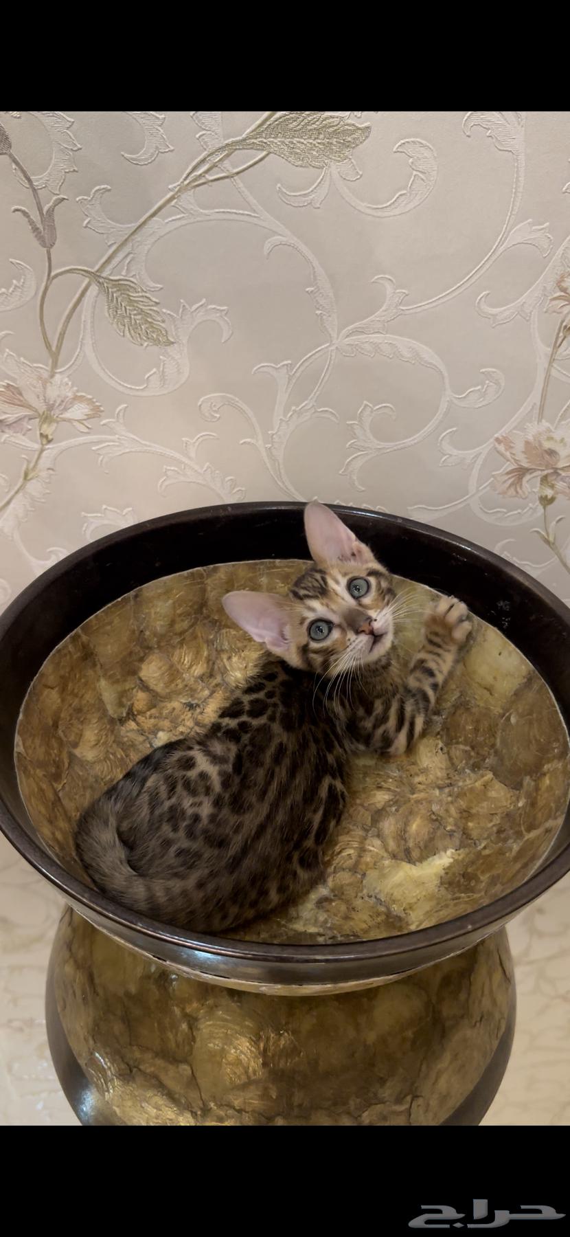 قطط بنغال للبيع متبقي ذكر واحد فقط64394080824449110