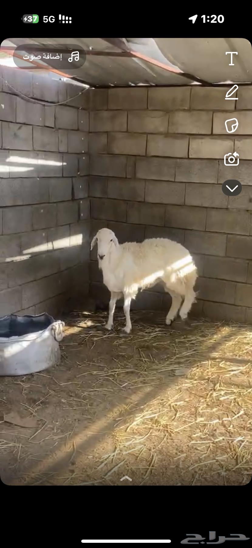 للبيع طلي حري وسنه ثني64393142441603110