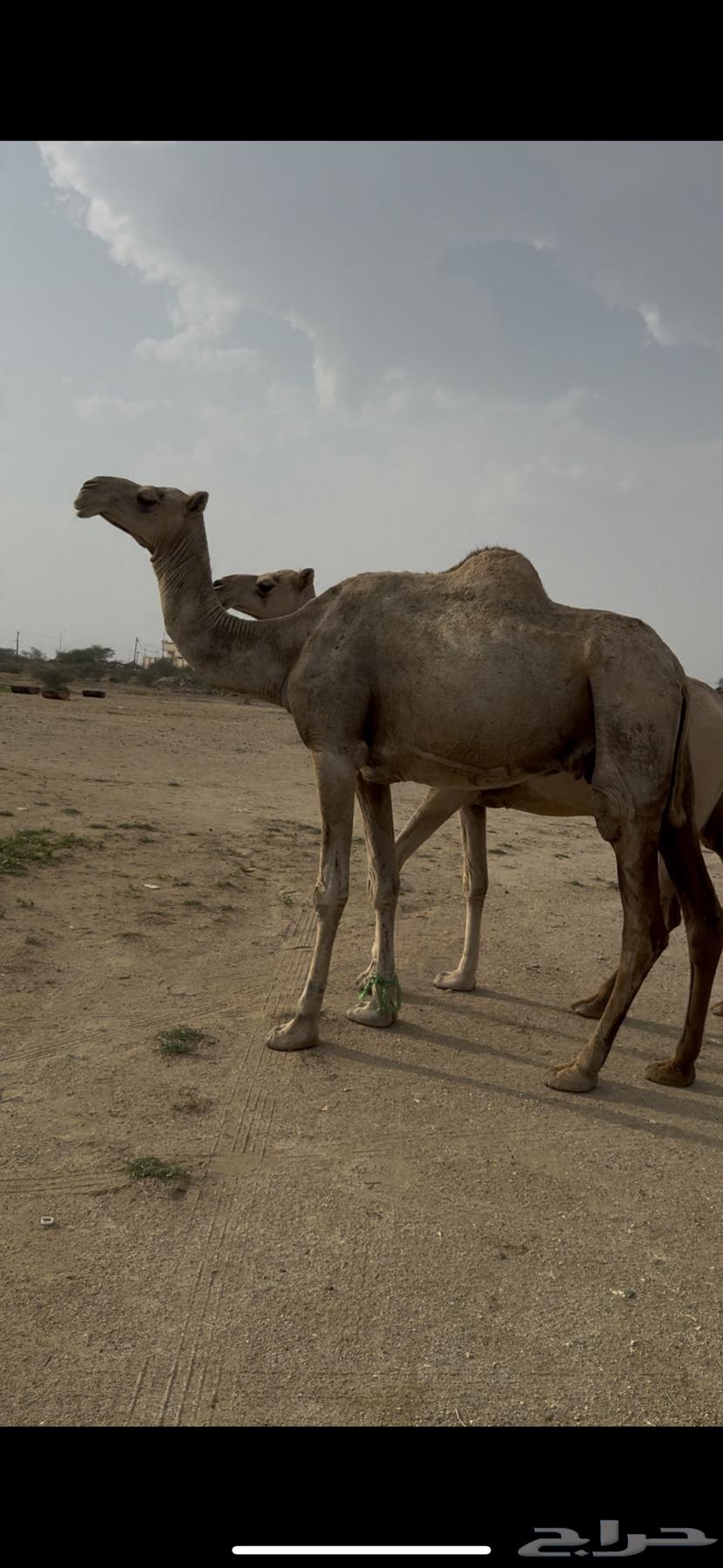 ابل للبيع64395019976323110