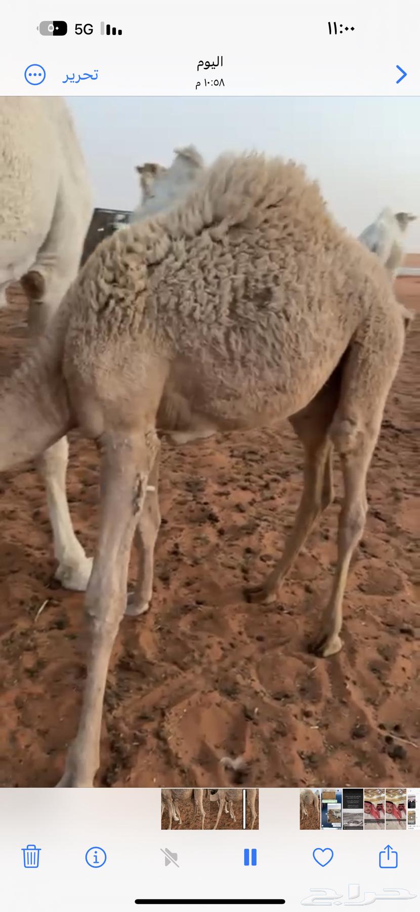 للبيع حوار لباني حذر امه وفي البر64394579041922110