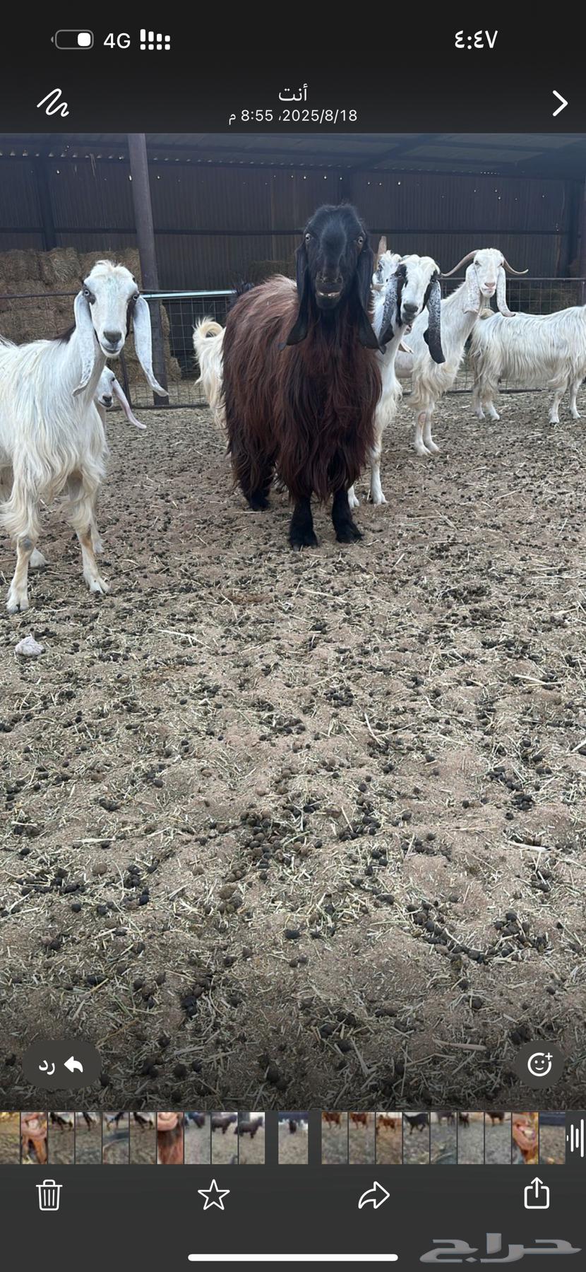 للبيع تيس قبرصي64400480418691112