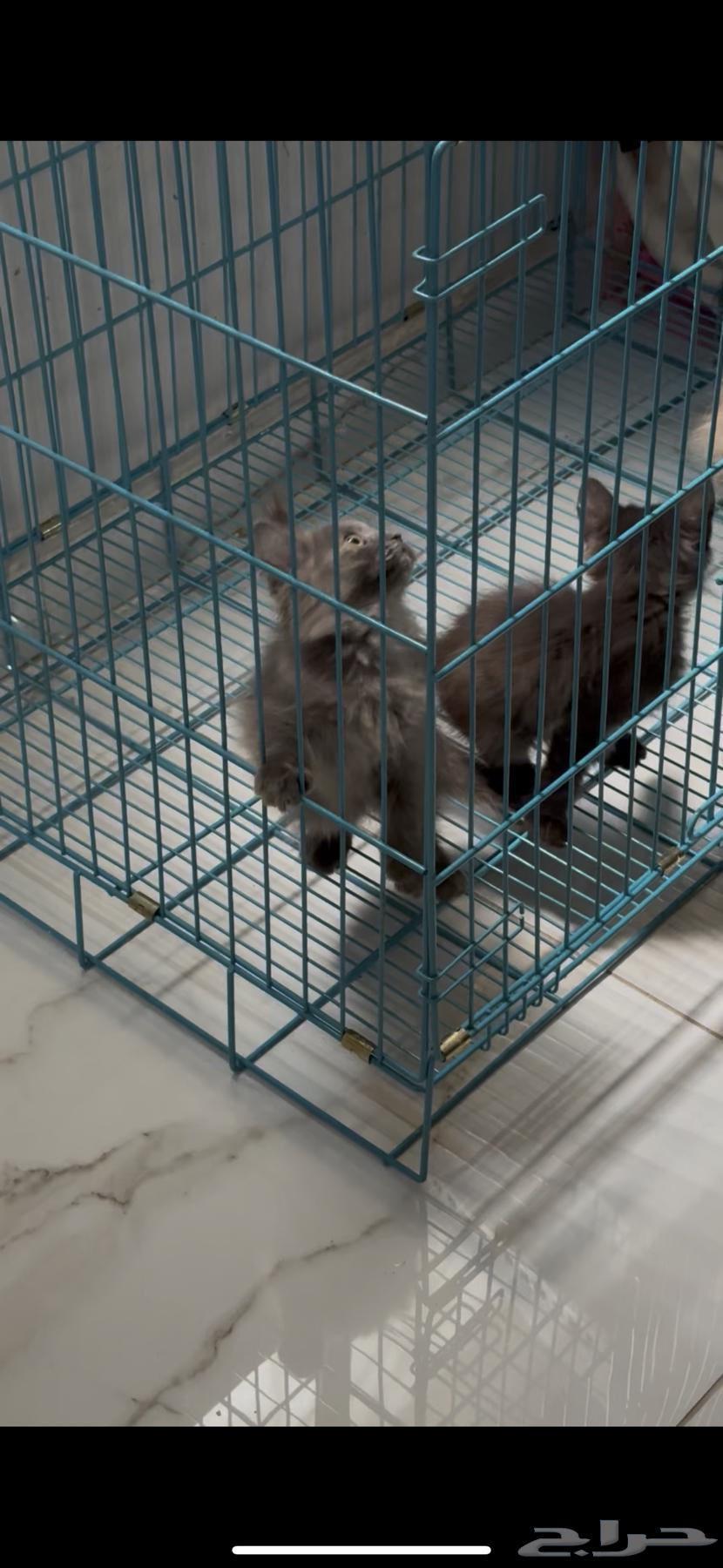 قط للبيع64399940308609110