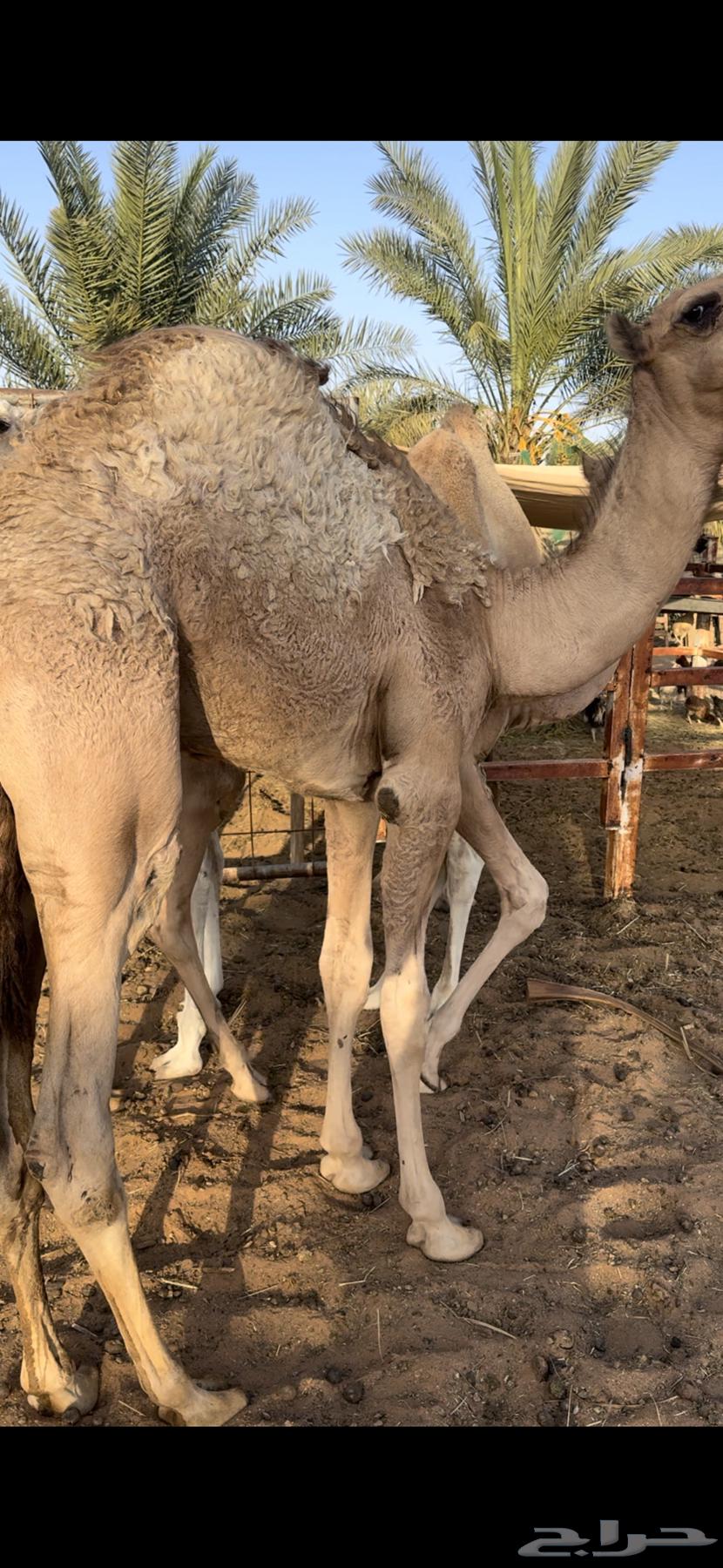 قعود عمره 6 شهور64397144564865114