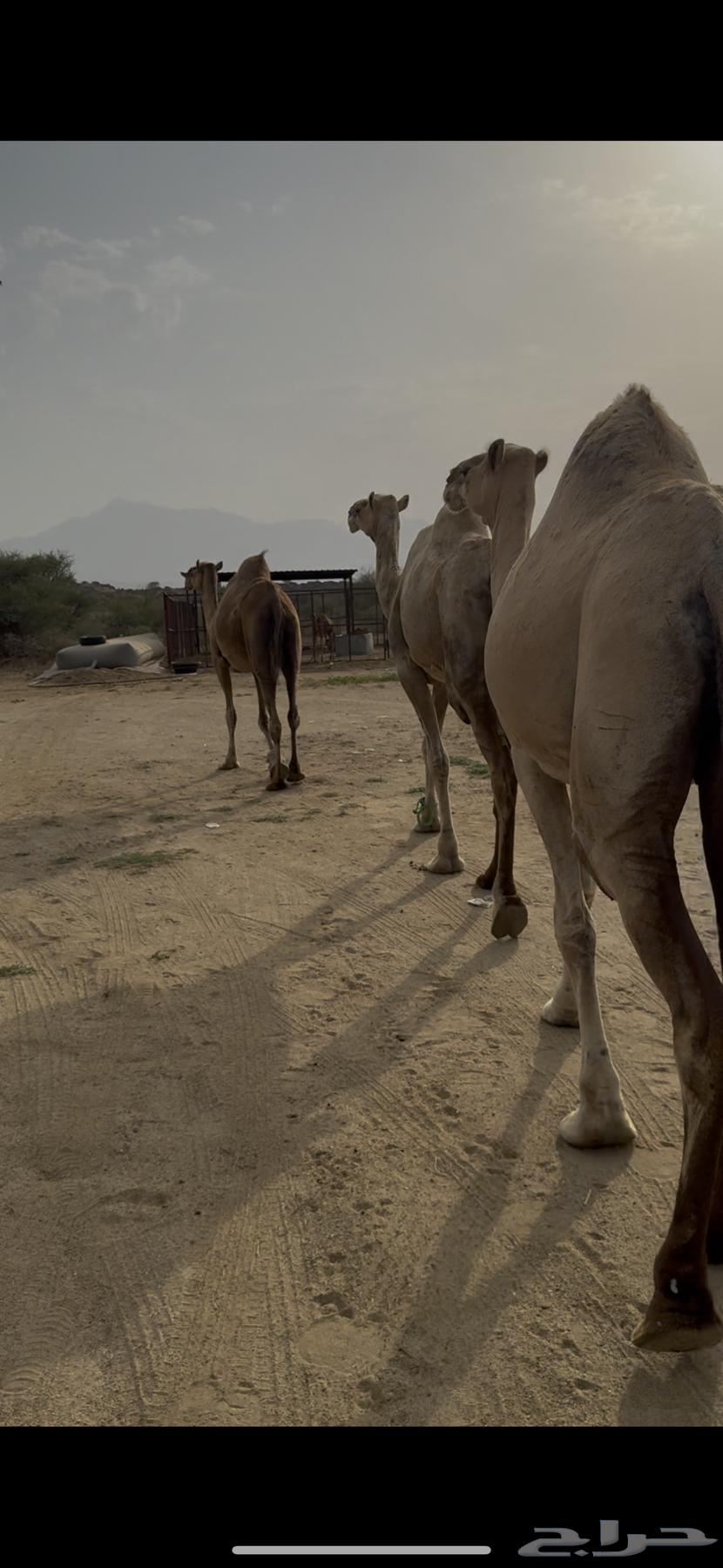 ابل للبيع64395019976323114