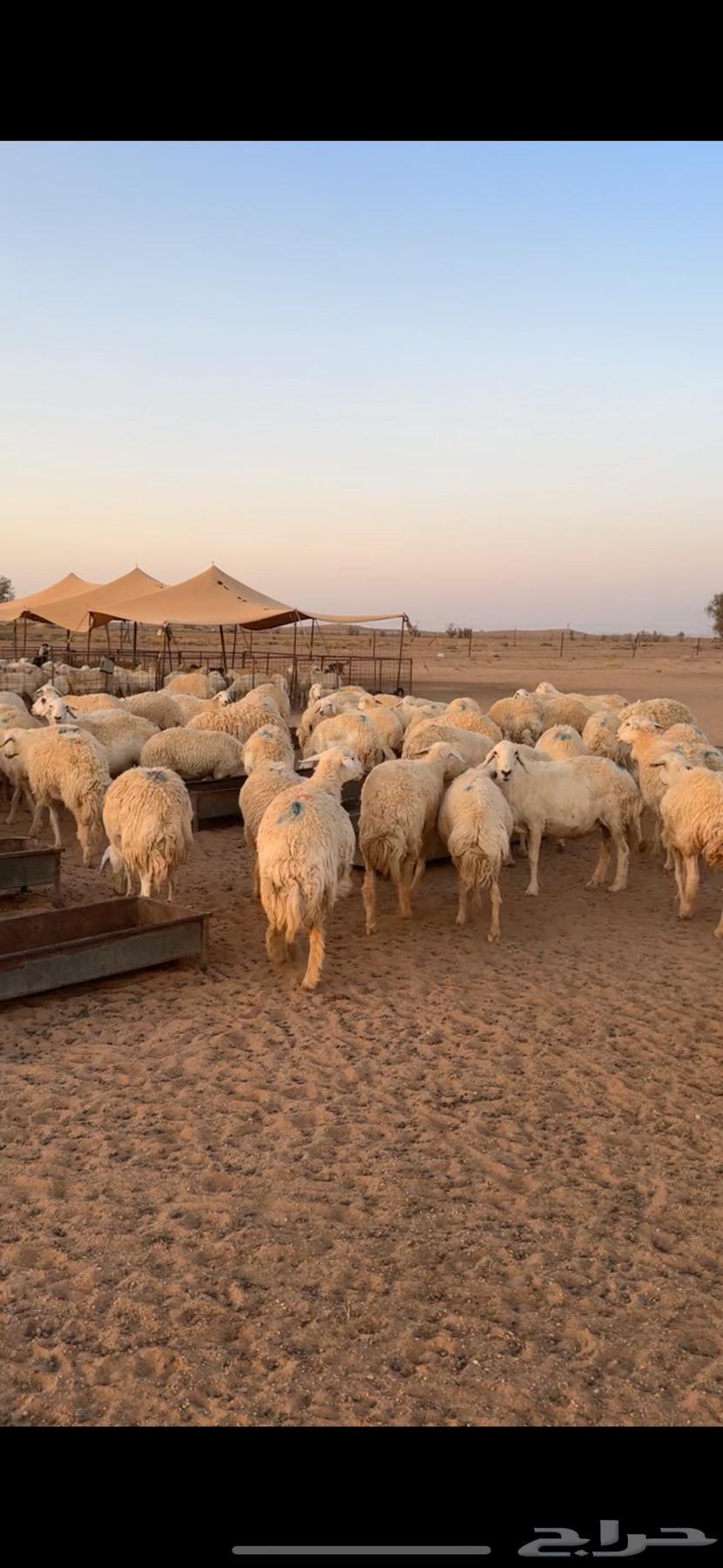 Sheep for sale, full flock, 450 heads, free sheep64396547590659110