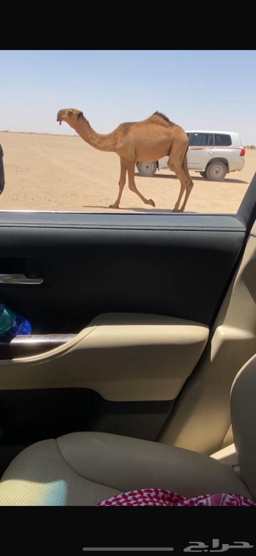 البل64400939075842111