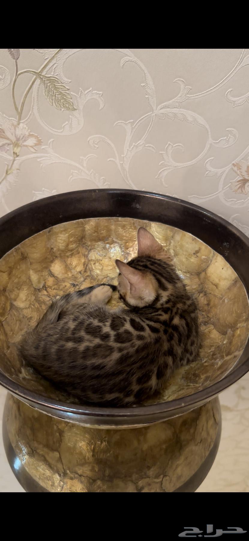 قطط بنغال للبيع متبقي ذكر واحد فقط64394080824449112