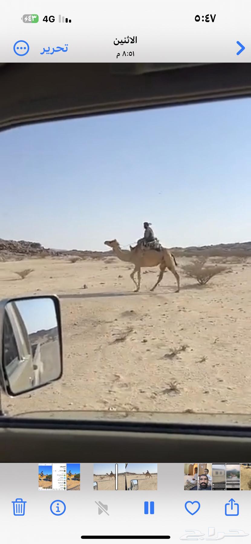 رحول ابل قديمه64394579026433110